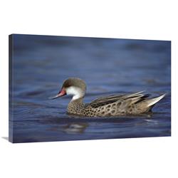 Global Gallery White-cheeked Pintail Male in Salt Lagoon, Galapagos Islands-Canvas Art-36"x24"