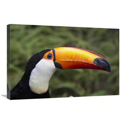 Global Gallery Toco Toucan, Native to South America-Canvas Art-30"x20"