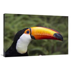 Global Gallery Toco Toucan, Native to South America-Canvas Art-36"x24"