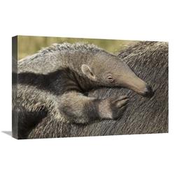Global Gallery Giant Anteater Young on Mother s Back, Native to South America-Canvas Art-24"x16"