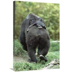 Global Gallery Western Lowland Gorilla Mother Walking Away with 48 Day Old Baby on Back, Native to Africa-Canvas Art-20"x30"