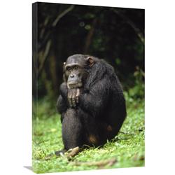 Global Gallery Chimpanzee Portrait, Gombe Stream National Park, Tanzania-Canvas Art-20"x30"