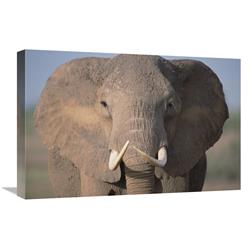 Global Gallery African Elephant Close-up, Amboseli National Park, Kenya-Canvas Art-24"x16"