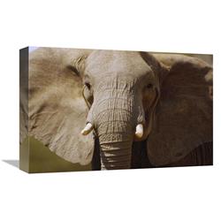 Global Gallery African Elephant Close up, Amboseli National Park, Kenya-Canvas Art-18"x12"