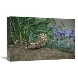 GCS-453296-1218-142 12 x 18 in. Burrowing Owl with Lupine, North America Art Print - Tom Vezo -  Global Gallery
