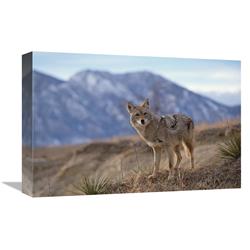 Global Gallery Coyote on Ridge line, Alleens Park, Colorado-Canvas Art-18"x12"