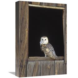 Global Gallery Barn Owl Perching on barn Window, North America-Canvas Art-12"x18"