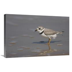 Piping Plover Wading in Shallow Water, Rio Grande Valley, Texas-Canvas Art-30"x20"