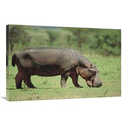 Global Gallery Hippopotamus grazing on Grass, Africa-Canvas Art-36"x24"