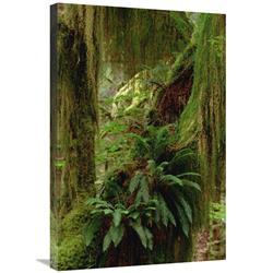Global Gallery Epiphytic Sword Fern, Temperate Rainforest, North America-Canvas Art-20"x30"