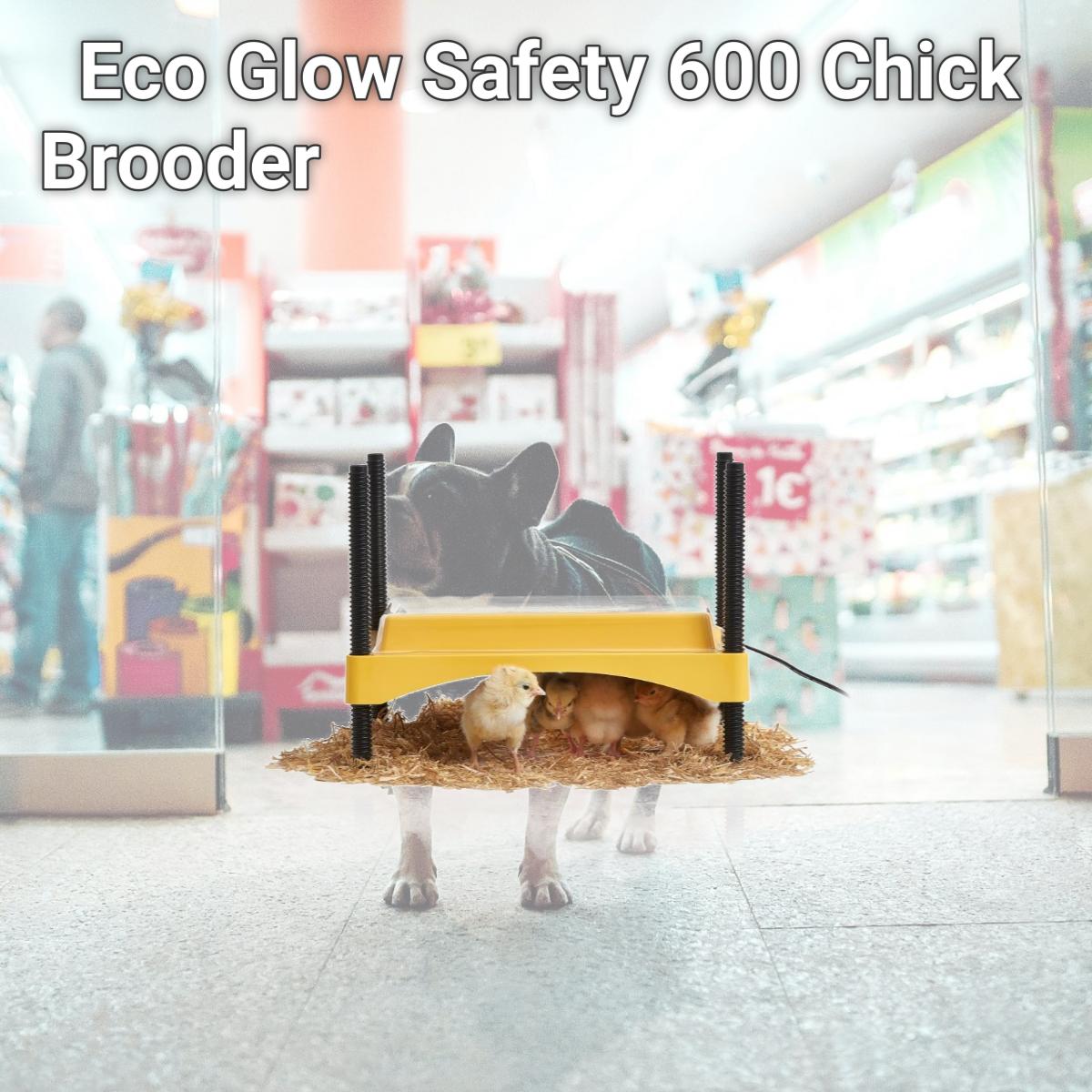Picture of Brinsea Products USHD611C Eco Glow Safety 600 Chick Brooder