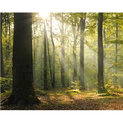 Picture of Wall Rogues WR50566 Tranquil Forest Wall Mural