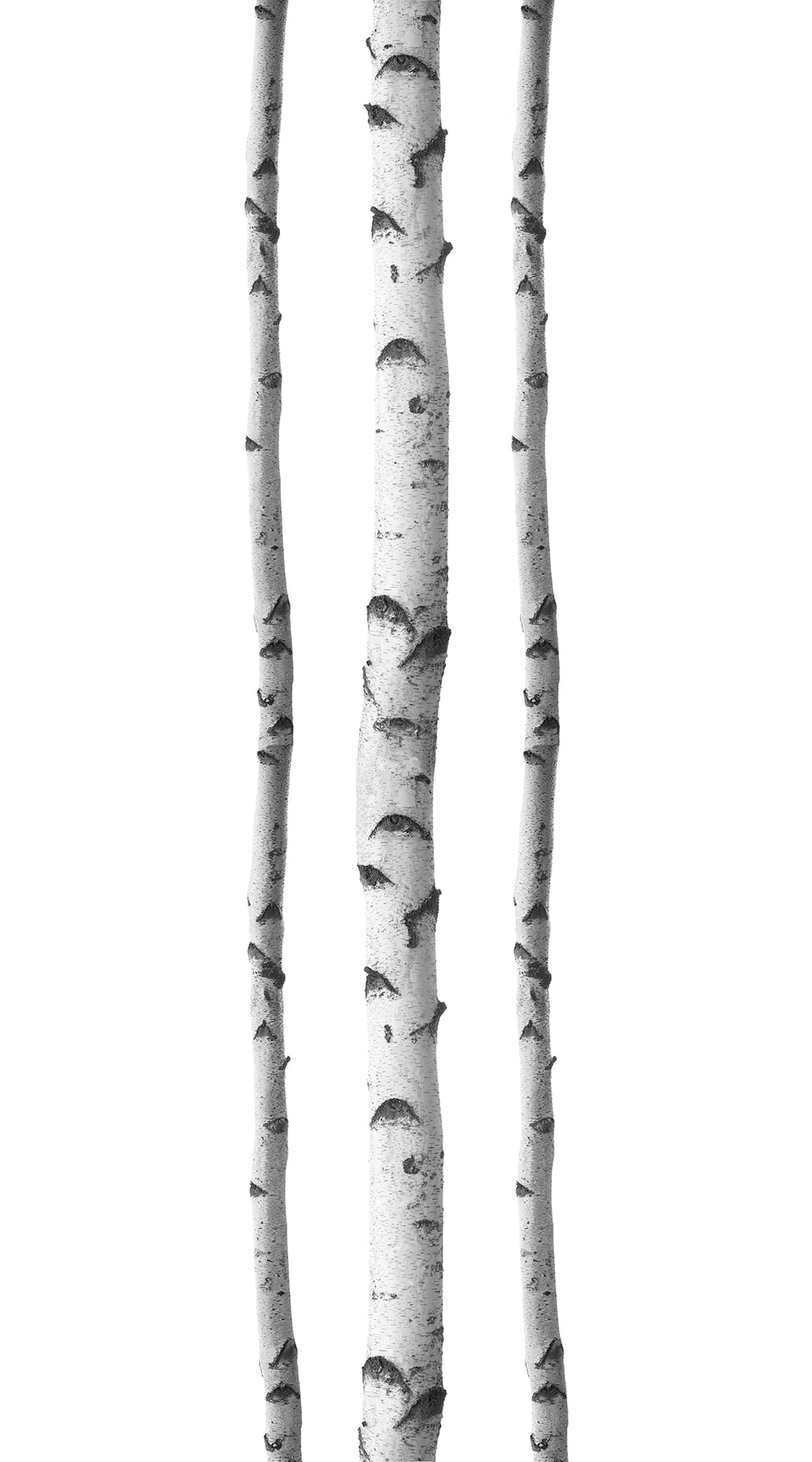 Silver Birches Wall Art Kit