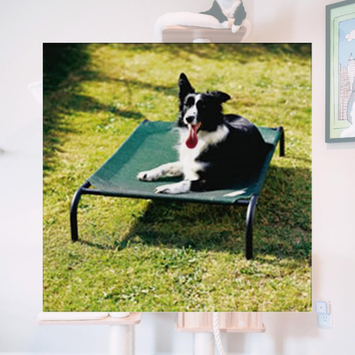 Picture of Coolaroo 799870317270 3ft x 2ft Medium Steel Framed Pet Bed - Brunswick Green Cover