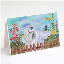 Maltese Spring Greeting Cards & Envelopes - Pack of 8