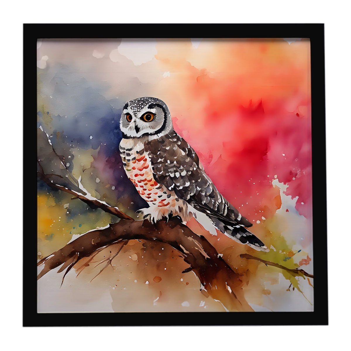 DAC3243MFP88 8 x 8 in. Northern Hawk Owl Framed Metal Print