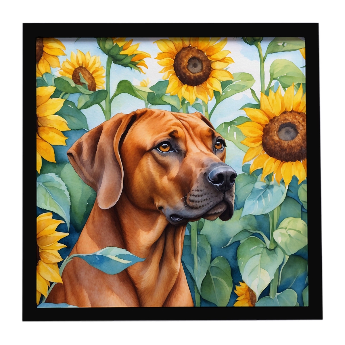 DAC6149MFP88 8 x 8 in. Rhodesian Ridgeback in Sunflowers Framed Metal Print