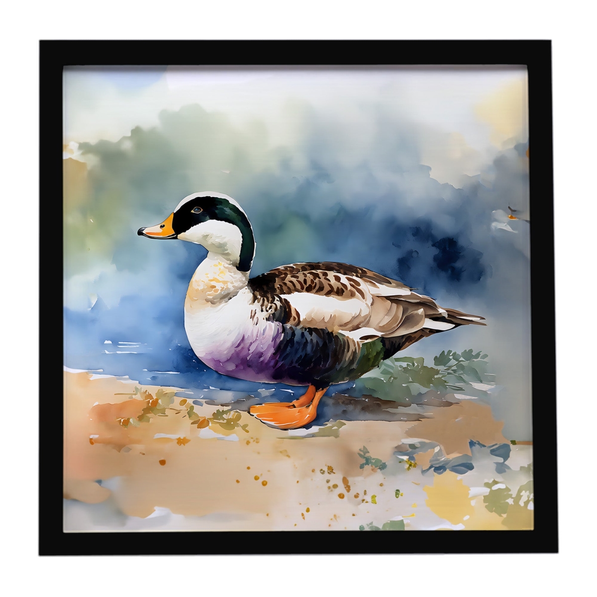 DAC3204MFP88 8 x 8 in. Common Eider Duck Framed Metal Print