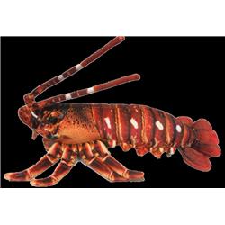 12.5 in. Crawfish Lobster Plush Stuffed Animal Toy