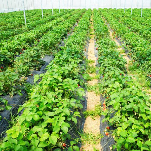 GT4209 6 x 300 ft. Weed Barrier Landscape Fabric