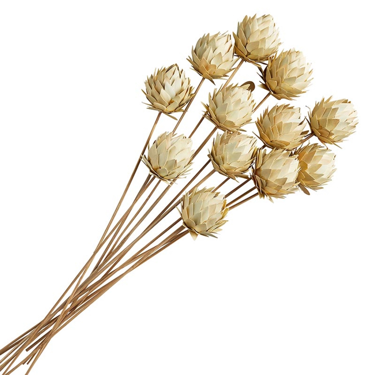 Picture of 47th & Main CMR115 7 x 26 in. Palm Milkweed on Stem&#44; 12 Piece
