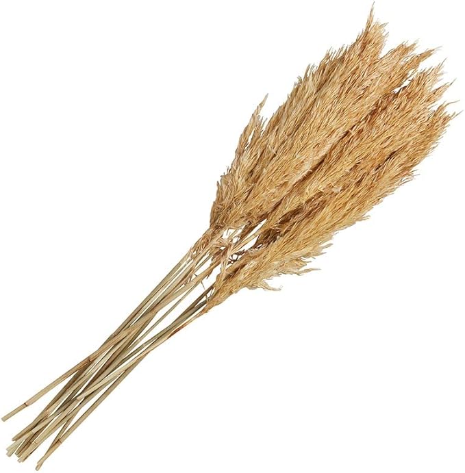 Picture of 47th & Main CMR998 Natural Pampas Grass