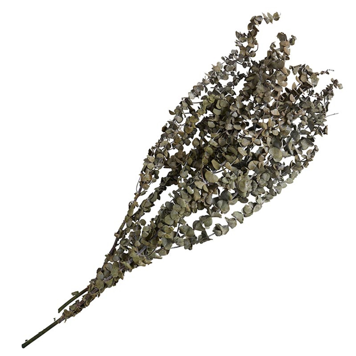 Picture of 47th & Main CMR940 36 in. Green Eucalyptus Bunch