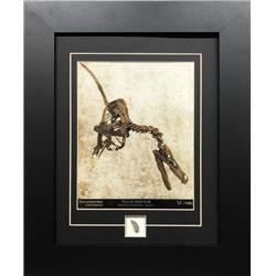 Picture of Century Concept CC2201 Velociraptor with Fossil Fragment Photo Frame