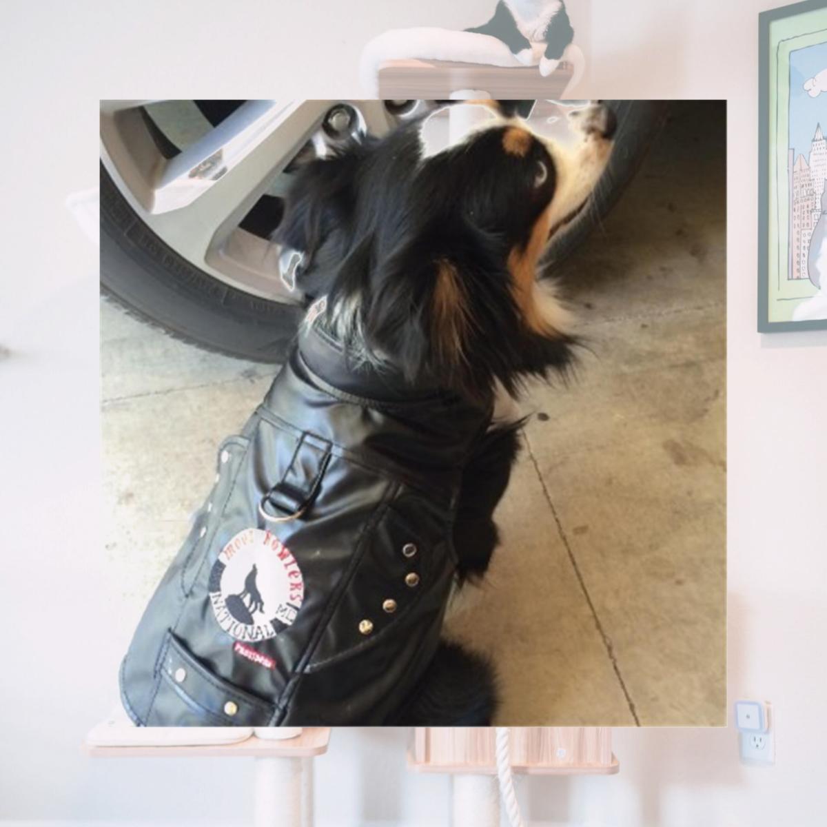 Picture of Doggles HAVBXS09 Vest Harness Moon Howlers - Extra Small Size
