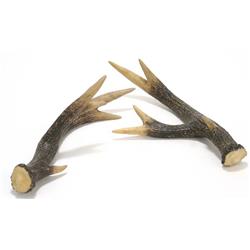 Distinctive Designs DW-602 16 x 8 x 4.5 in. Whitetail Deer Horn, Brown & White - Pack of 2