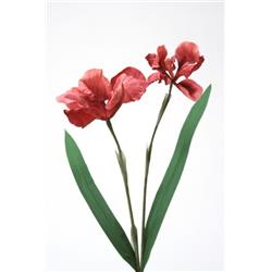 Double X 2 Iris, Rose & Red - Pack of 4