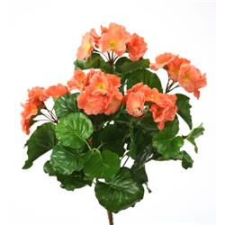 Primrose X 8 Bush, Dark Salmon - Pack of 12