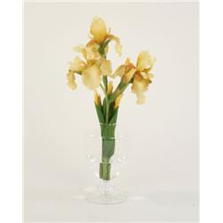 Waterlook Light Yellow Bearded Iris In Footed Glass Vase