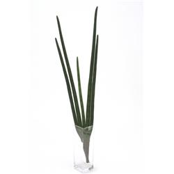 Sanseveria X 5 Plant - Pack of 3