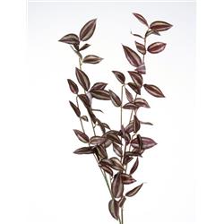 Picture of Distinctive Designs DG-613-GRBW Wandering Jew X 32 for Green & Brown - Pack of 12