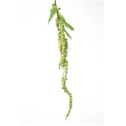Picture of Distinctive Designs DH-470-GR Hanging Amaranthus Spray - Pack of 12