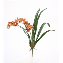 20.5 in. Mini Cymbidium Plant, Red & Gold - Pack of 6