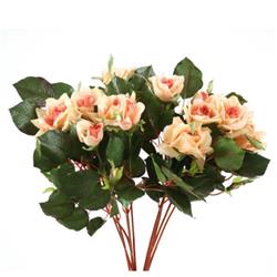 Pointed Rose Bush X 12 Anti Peach - Pack of 4