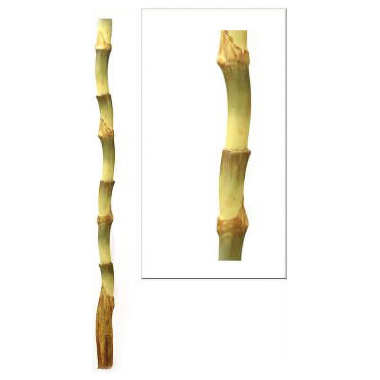 37' Bird of Paradise Stalk
