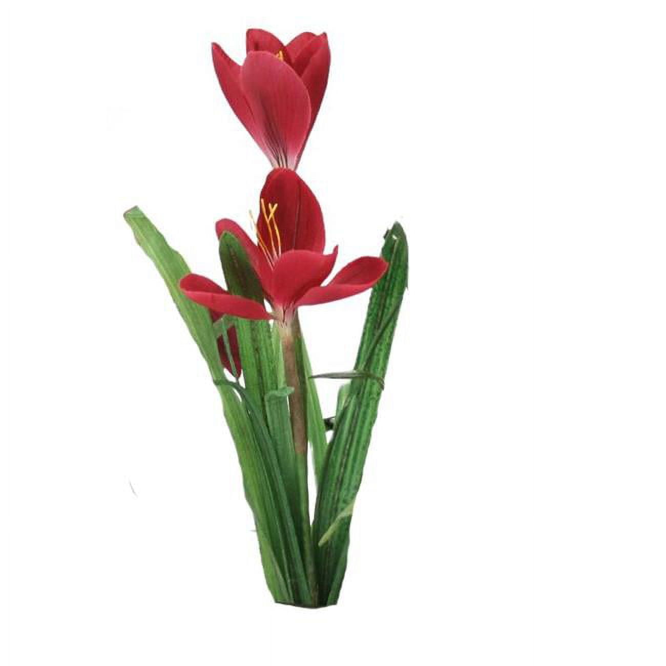 Crocus Plant Without Bulb - Mauve