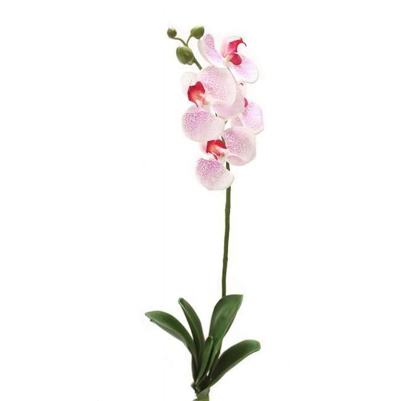 Picture of Distinctive Designs DI-787-WHFU 26&apos; Phalaenopsis Orchid Plant
