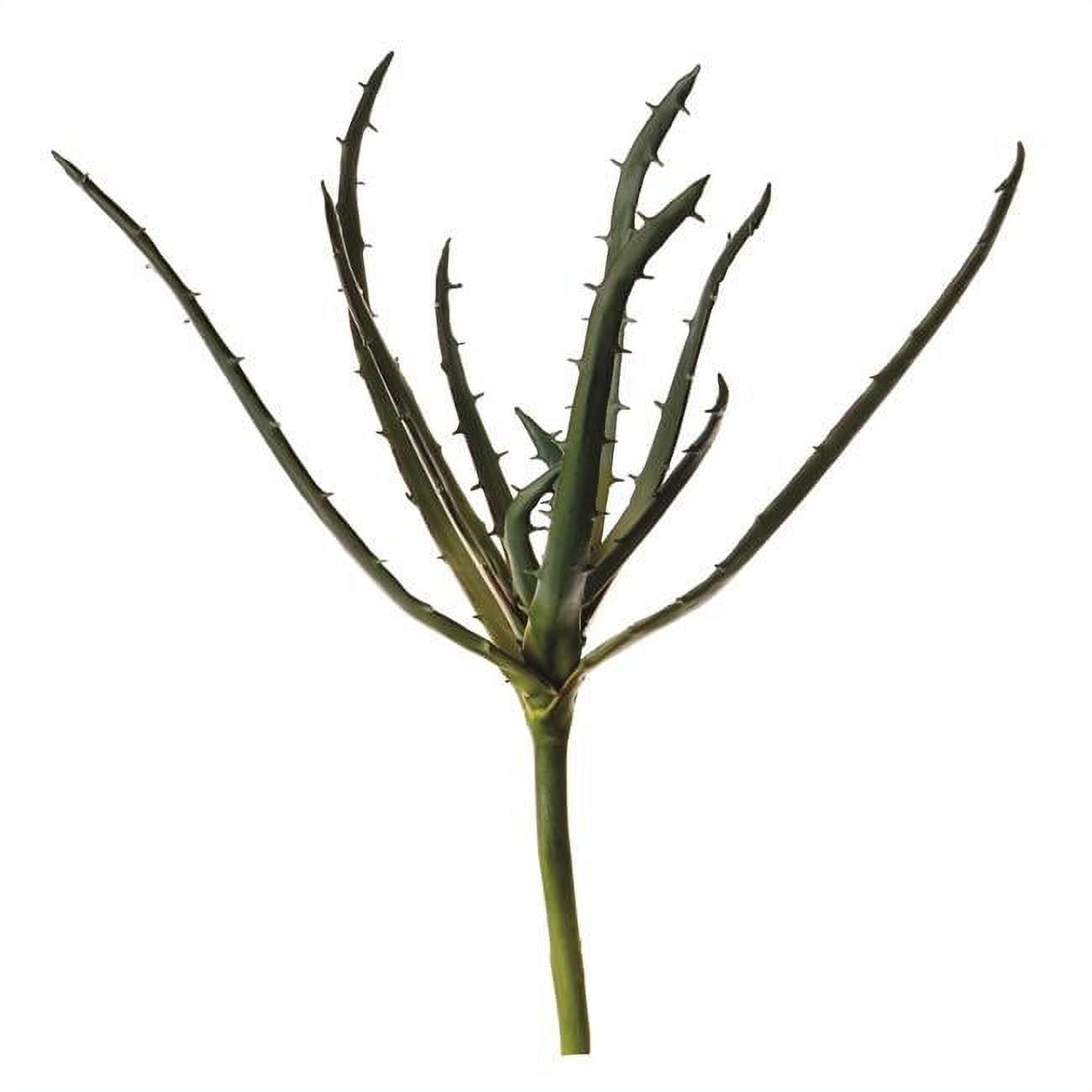 17'Aloe Stem x 1 (Medium)