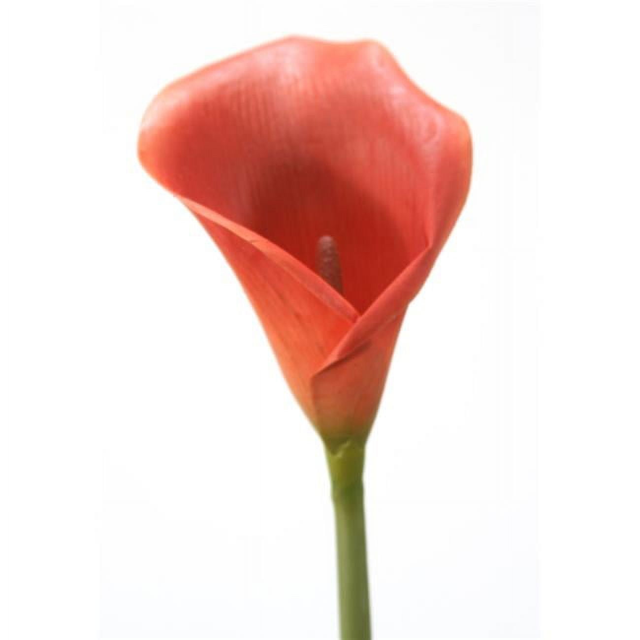 31' Calla Lily with Thick Stem Dark Rust