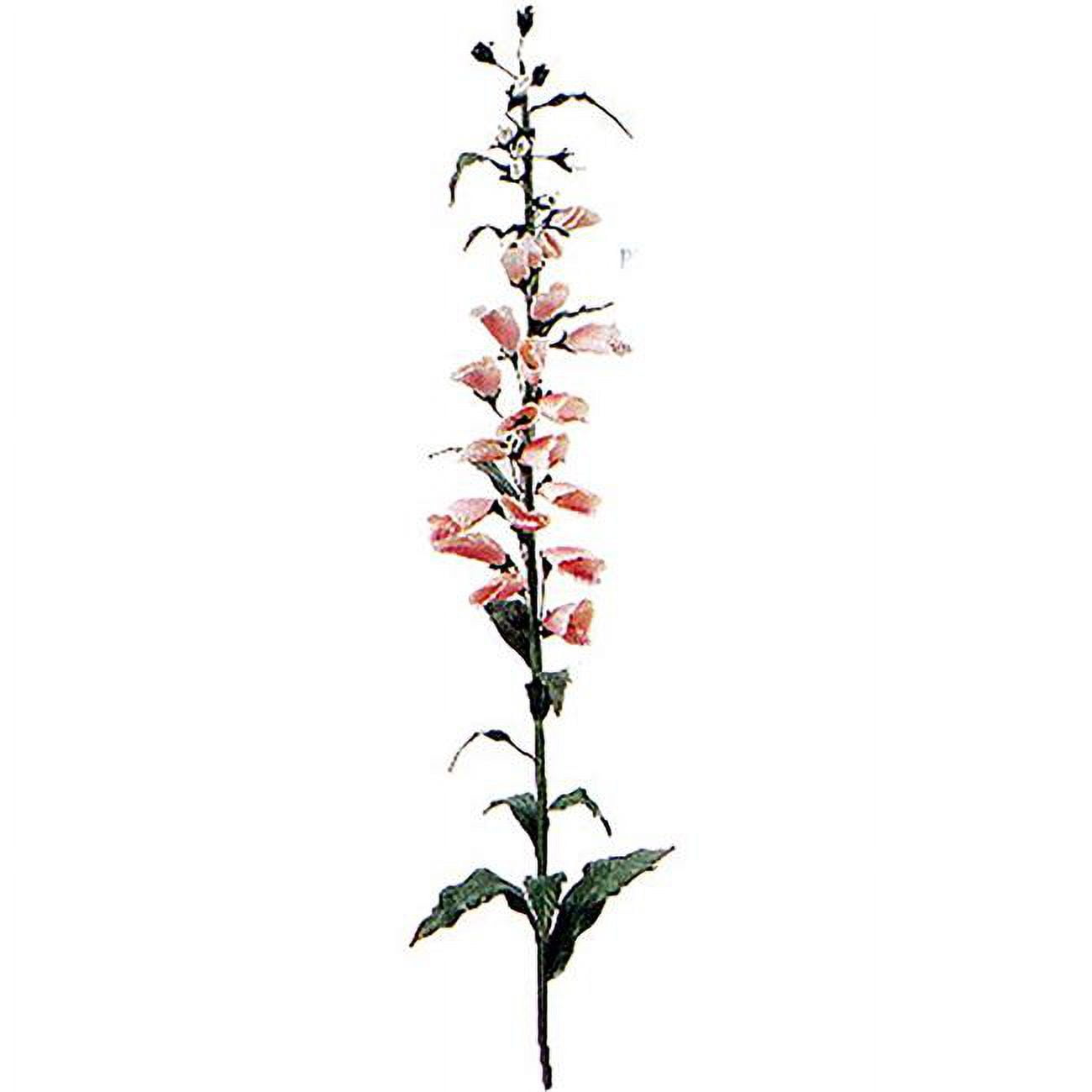 Foxglove - Pink