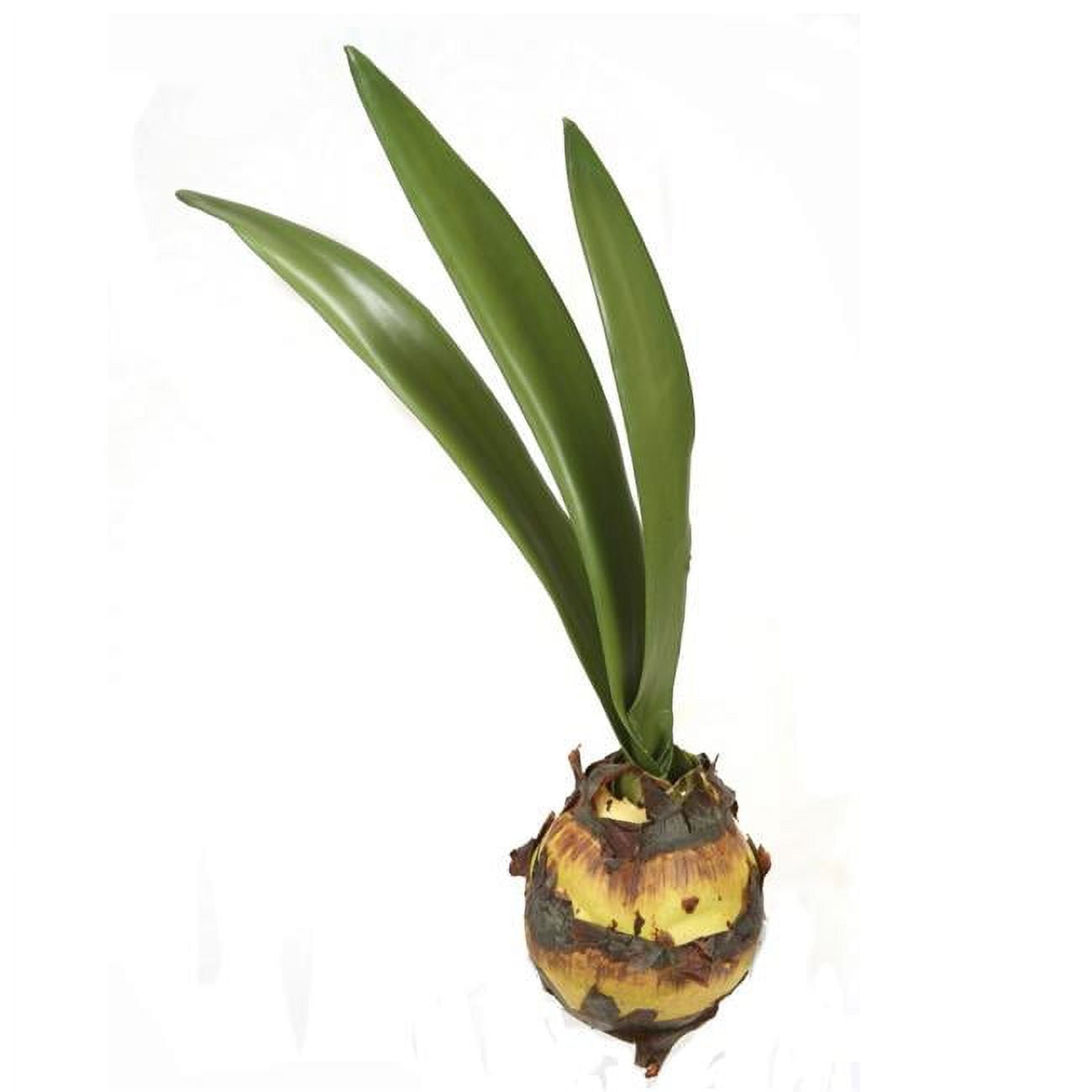 Picture of Disttive Designs DW-1018B Unisex Amaryllis Bulb with 3 Leaves