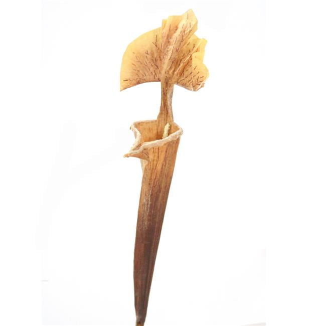 Unisex Nutmeg Pitcher Plant - Yellow