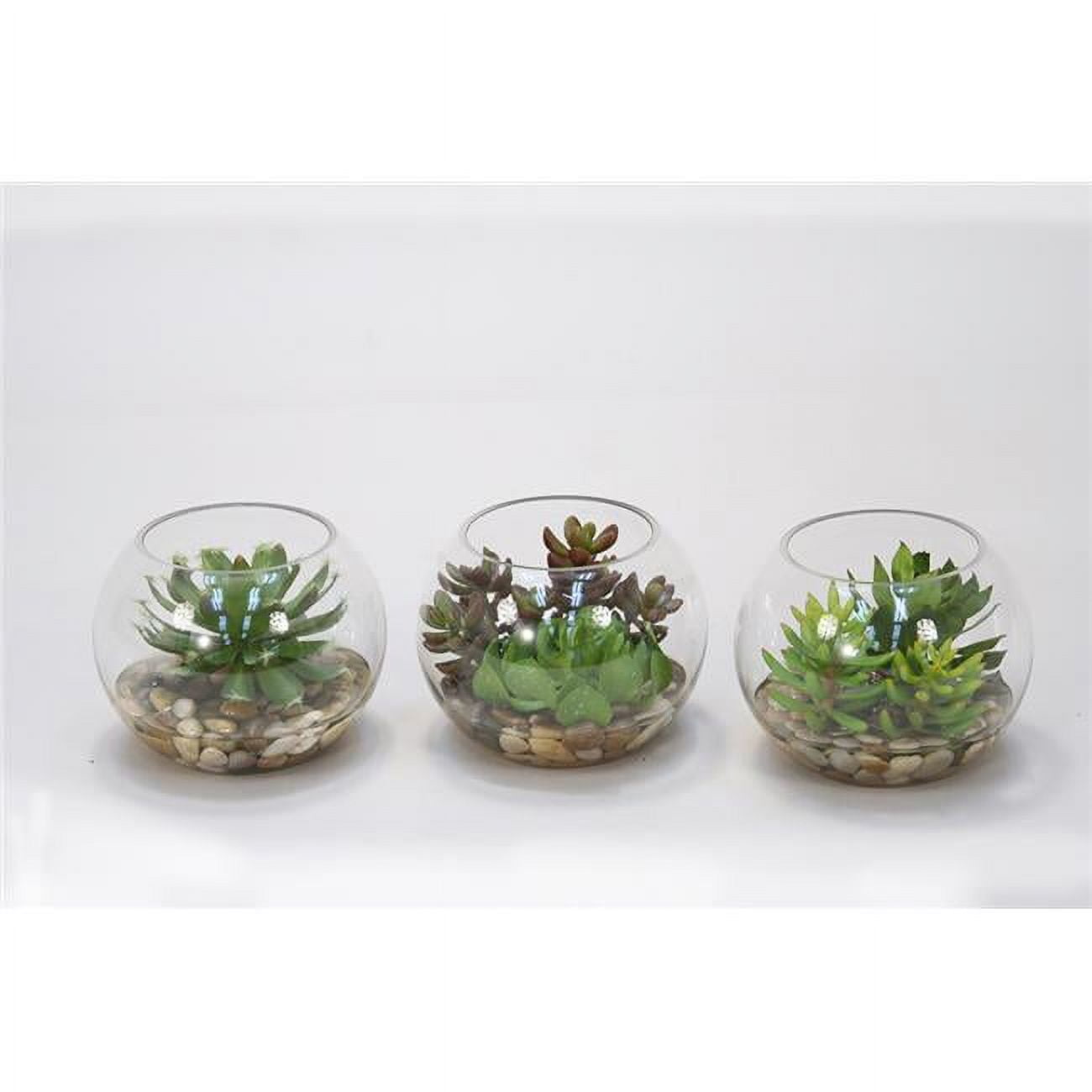 Picture of Disttive Designs 17137 Unisex Succulents in Small Round Glass - Green
