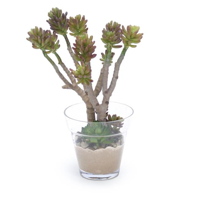 Unisex Succulent Tree in Glass Flower Pot - Green