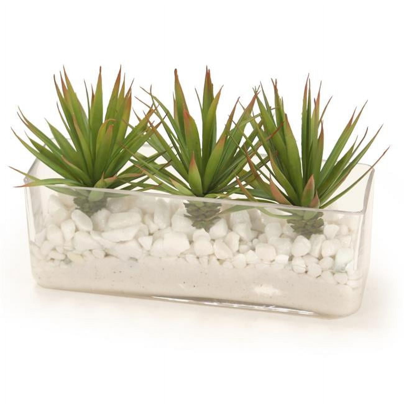 Unisex Marginata Succulents in White Sand - Green