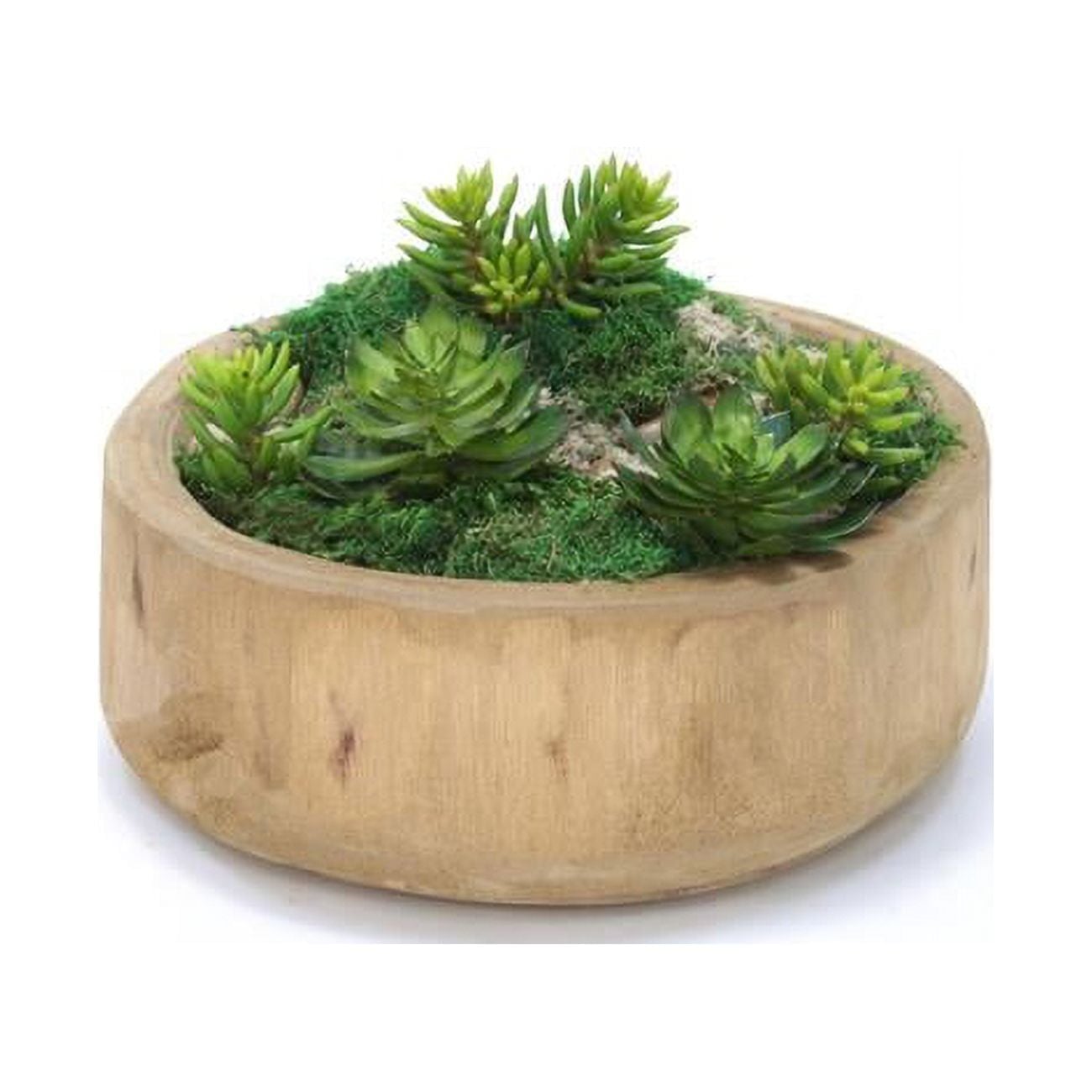 Unisex Succulents & Moss in Round Wooden Bowl - Blue